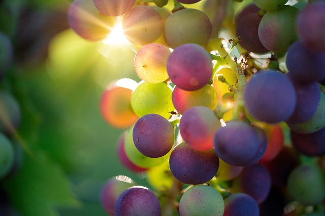 A Beginner’s Guide to French Cuisine: Flavors, Ingredients, and Recipes